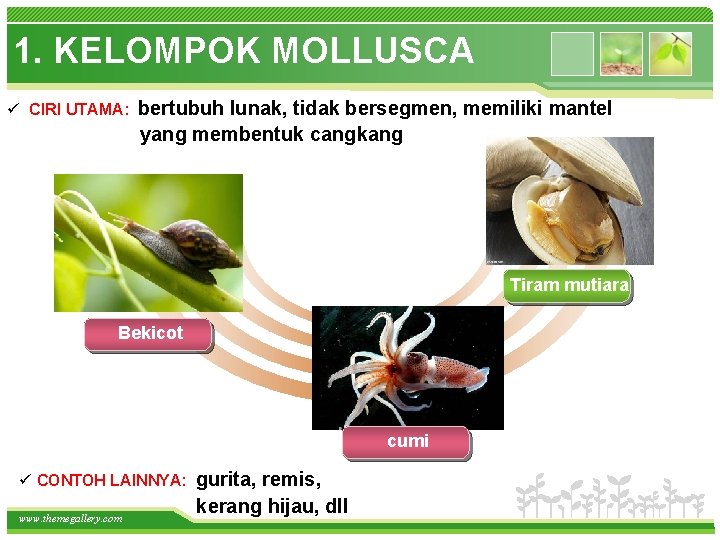 1. KELOMPOK MOLLUSCA ü CIRI UTAMA: bertubuh lunak, tidak bersegmen, memiliki mantel yang membentuk