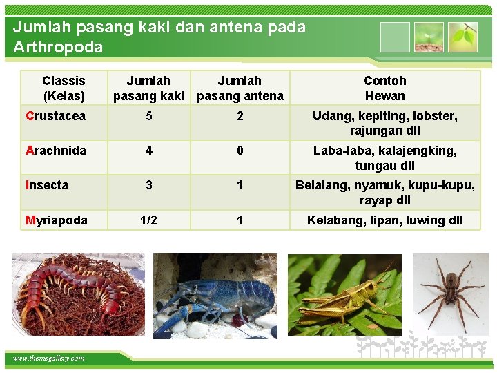 Jumlah pasang kaki dan antena pada Arthropoda Classis (Kelas) Jumlah pasang kaki pasang antena