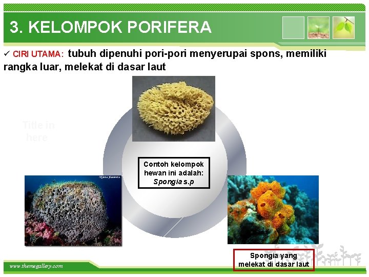 3. KELOMPOK PORIFERA tubuh dipenuhi pori-pori menyerupai spons, memiliki rangka luar, melekat di dasar