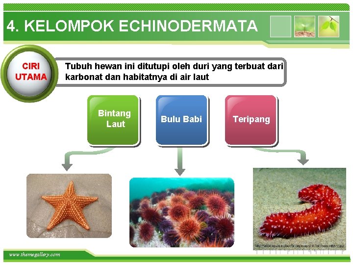 4. KELOMPOK ECHINODERMATA CIRI UTAMA Tubuh hewan ini ditutupi oleh duri yang terbuat dari