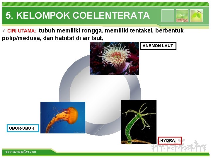 5. KELOMPOK COELENTERATA tubuh memiliki rongga, memiliki tentakel, berbentuk polip/medusa, dan habitat di air