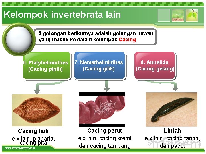 Kelompok invertebrata lain 3 golongan berikutnya adalah golongan hewan yang masuk ke dalam kelompok