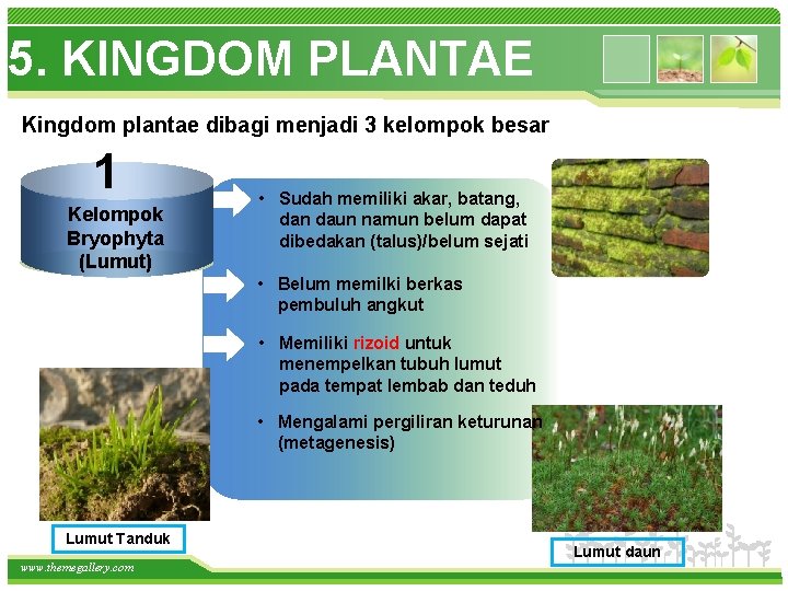 5. KINGDOM PLANTAE Kingdom plantae dibagi menjadi 3 kelompok besar 1 Kelompok Bryophyta (Lumut)
