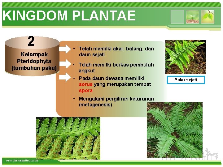 KINGDOM PLANTAE 2 Kelompok Pteridophyta (tumbuhan paku) • Telah memilki akar, batang, dan daun