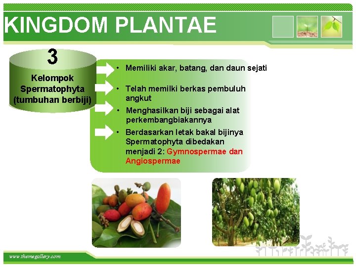 KINGDOM PLANTAE 3 • Memiliki akar, batang, dan daun sejati Kelompok Spermatophyta (tumbuhan berbiji)