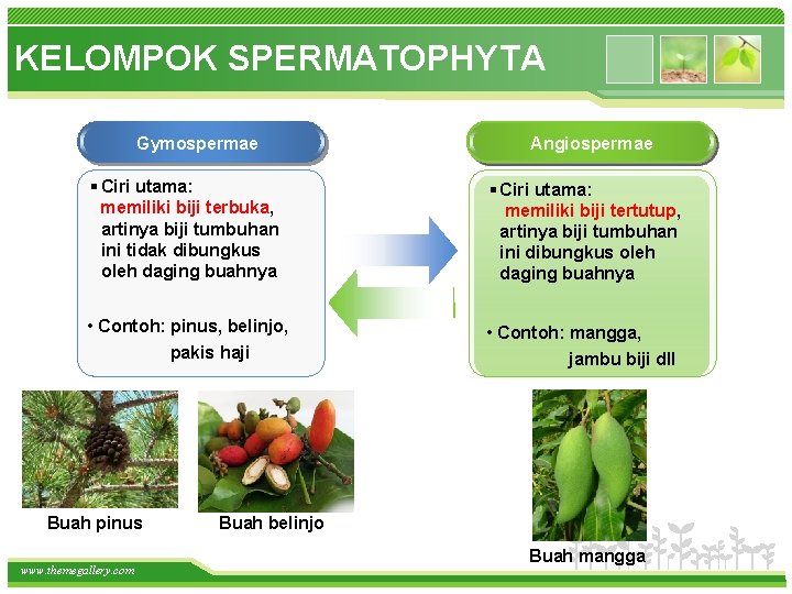 KELOMPOK SPERMATOPHYTA Gymospermae Angiospermae § Ciri utama: memiliki biji terbuka, artinya biji tumbuhan ini