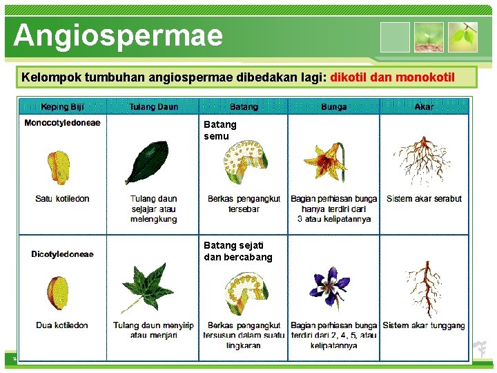 Angiospermae Kelompok tumbuhan angiospermae dibedakan lagi: dikotil dan monokotil • How do I incorporate