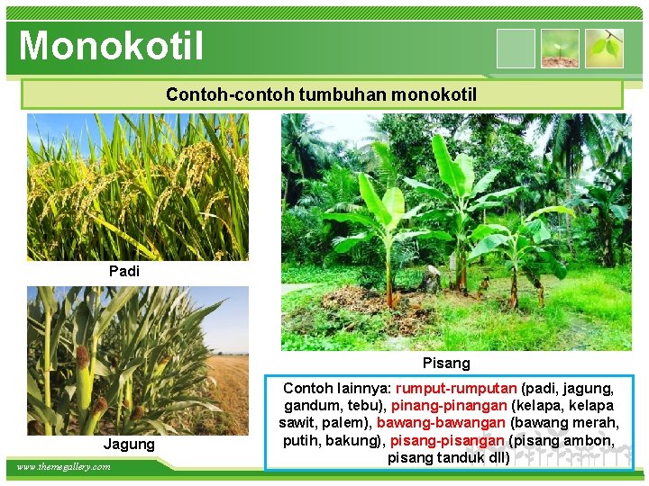 Monokotil Contoh-contoh tumbuhan monokotil Padi Pisang Jagung www. themegallery. com Contoh lainnya: rumput-rumputan (padi,