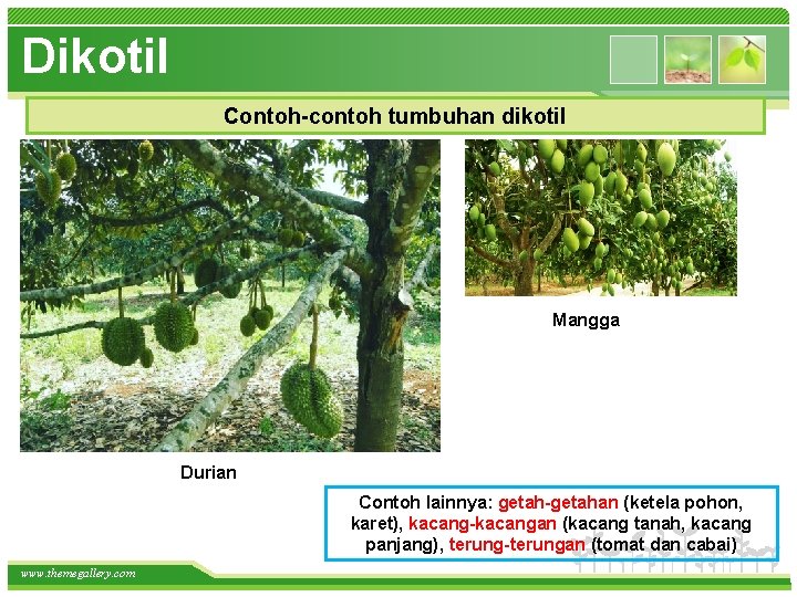 Dikotil Contoh-contoh tumbuhan dikotil Mangga Durian Contoh lainnya: getah-getahan (ketela pohon, karet), kacang-kacangan (kacang