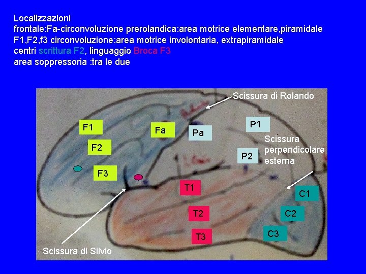 Localizzazioni frontale: Fa-circonvoluzione prerolandica: area motrice elementare, piramidale F 1, F 2, f 3