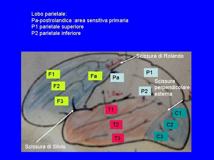 Lobo parietale: Pa-postrolandica : area sensitiva primaria P 1 parietale superiore P 2 parietale