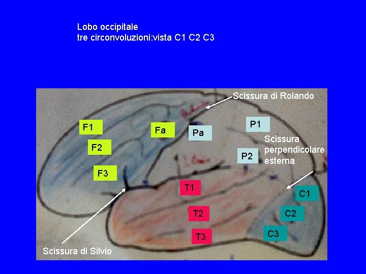 Lobo occipitale tre circonvoluzioni: vista C 1 C 2 C 3 Scissura di Rolando