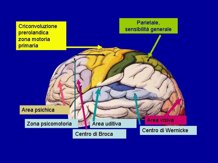 Parietale, sensibilità generale Criconvoluzione prerolandica zona motoria primaria Area psichica Zona psicomotoria Area uditiva