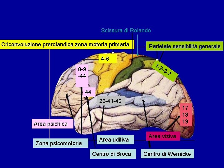 Scissura di Rolando Criconvoluzione prerolandica zona motoria primaria 4 -6 8 -9 -44 Parietale,