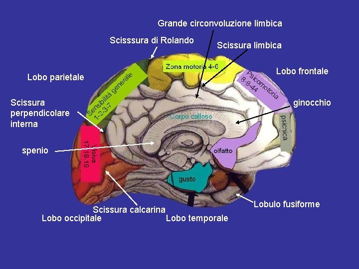 Grande circonvoluzione limbica Scisssura di Rolando Scissura limbica Lobo parietale Scissura perpendicolare interna Lobo