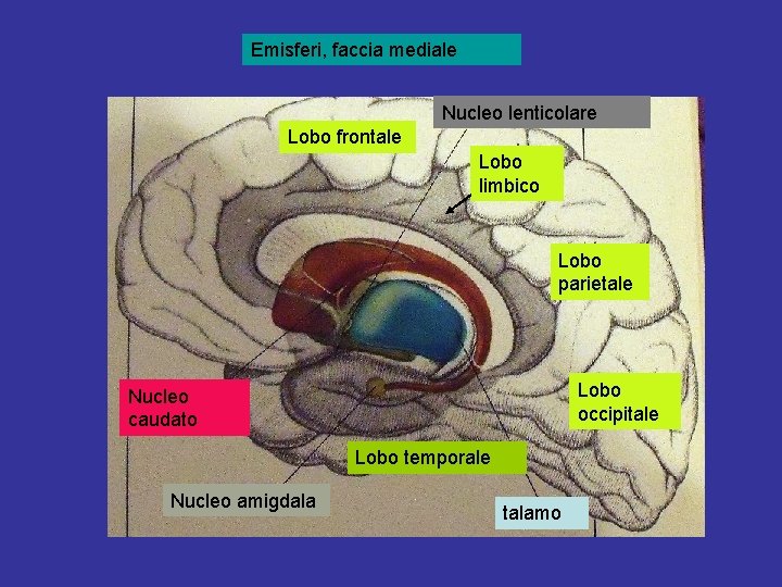 Emisferi, faccia mediale Nucleo lenticolare Lobo frontale Lobo limbico Lobo parietale Lobo occipitale Nucleo