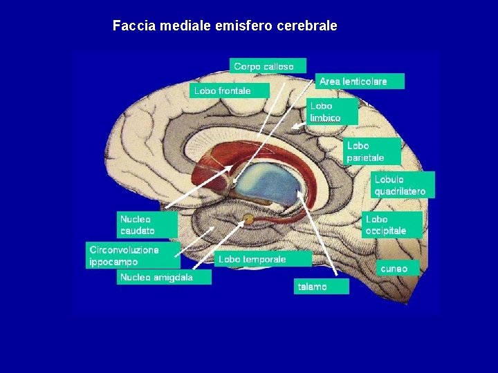 Faccia mediale emisfero cerebrale 