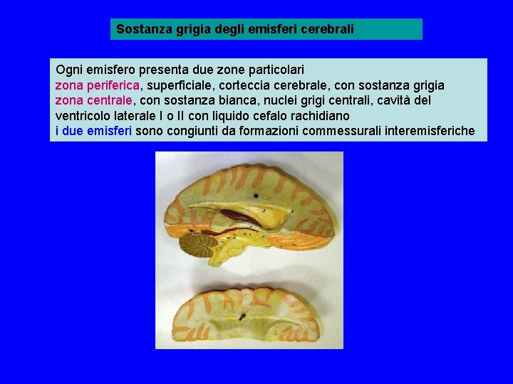 Sostanza grigia degli emisferi cerebrali Ogni emisfero presenta due zone particolari zona periferica, superficiale,