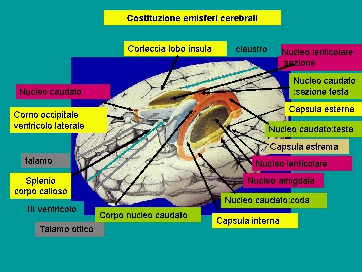 Costituzione emisferi cerebrali Corteccia lobo insula claustro Nucleo lenticolare : sezione Nucleo caudato :