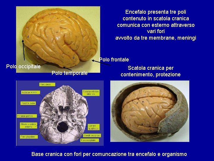 Encefalo presenta tre poli contenuto in scatola cranica comunica con esterno attraverso vari fori