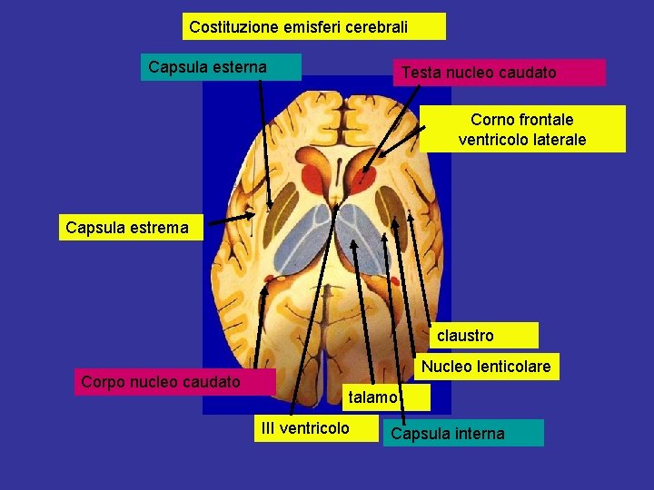 Costituzione emisferi cerebrali Capsula esterna Testa nucleo caudato Corno frontale ventricolo laterale Capsula estrema