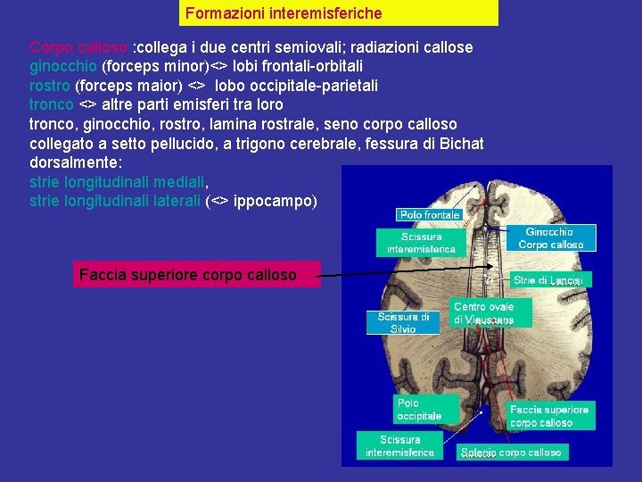 Formazioni interemisferiche Corpo calloso : collega i due centri semiovali; radiazioni callose ginocchio (forceps