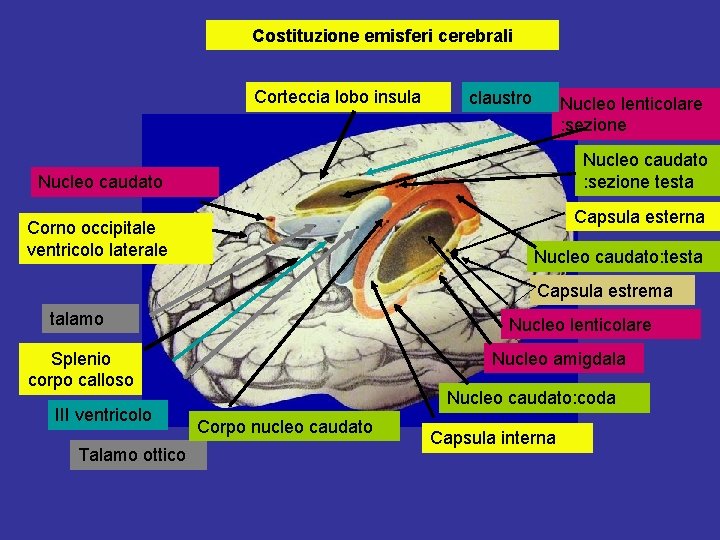 Costituzione emisferi cerebrali Corteccia lobo insula claustro Nucleo lenticolare : sezione Nucleo caudato :
