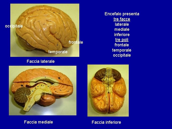 occipitale frontale temporale Encefalo presenta tre facce laterale mediale inferiore tre poli frontale temporale