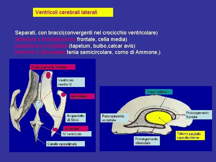 Ventricoli cerebrali laterali Separati, con bracci(convergenti nel crocicchio ventricolare) anteriore o frontale(corno frontale, cella