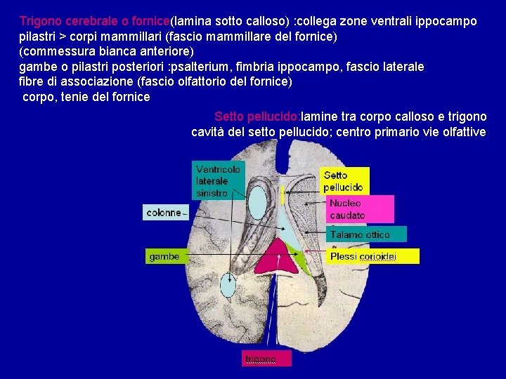 Trigono cerebrale o fornice(lamina sotto calloso) : collega zone ventrali ippocampo pilastri > corpi