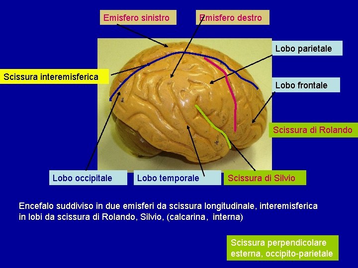 Emisfero sinistro Emisfero destro Lobo parietale Scissura interemisferica Lobo frontale Scissura di Rolando Lobo