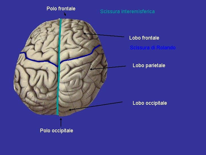 Polo frontale Scissura interemisferica Lobo frontale Scissura di Rolando Lobo parietale Lobo occipitale Polo