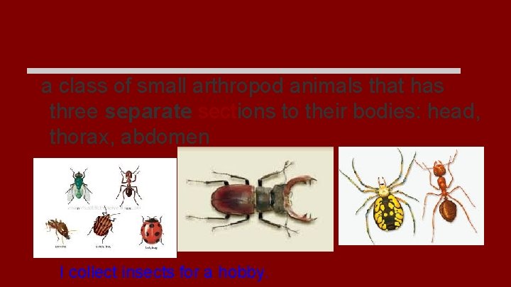 insect a class of small arthropod animals that has three separate sections to their