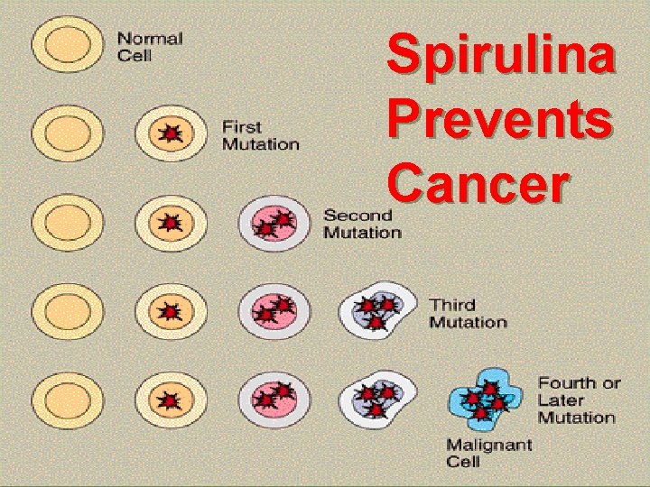 Spirulina Prevents Cancer 