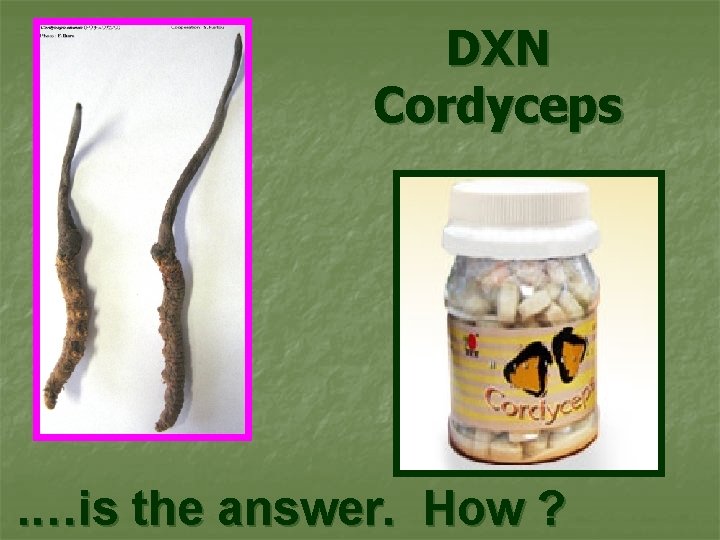 DXN Cordyceps . …is the answer. How ? 