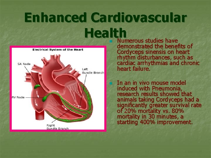 Enhanced Cardiovascular Health Numerous studies have n n demonstrated the benefits of Cordyceps sinensis