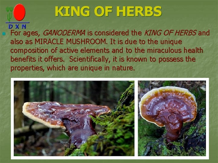 KING OF HERBS n For ages, GANODERMA is considered the KING OF HERBS and