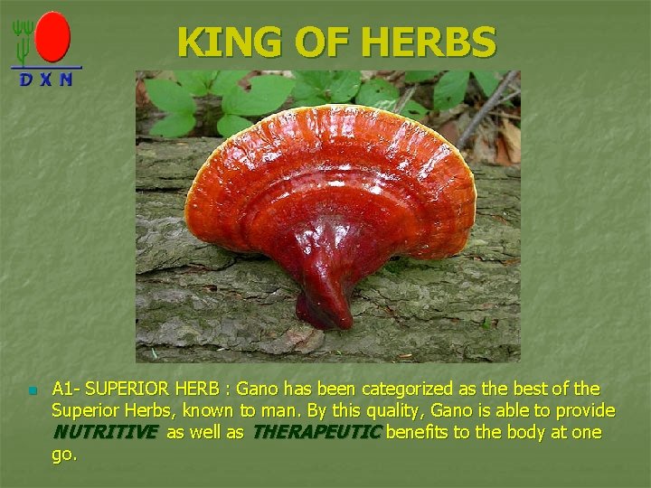 KING OF HERBS n A 1 - SUPERIOR HERB : Gano has been categorized