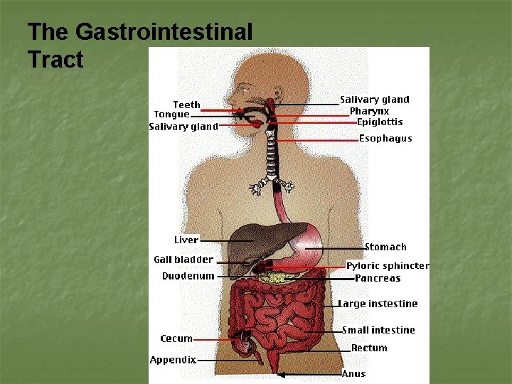 The Gastrointestinal Tract 