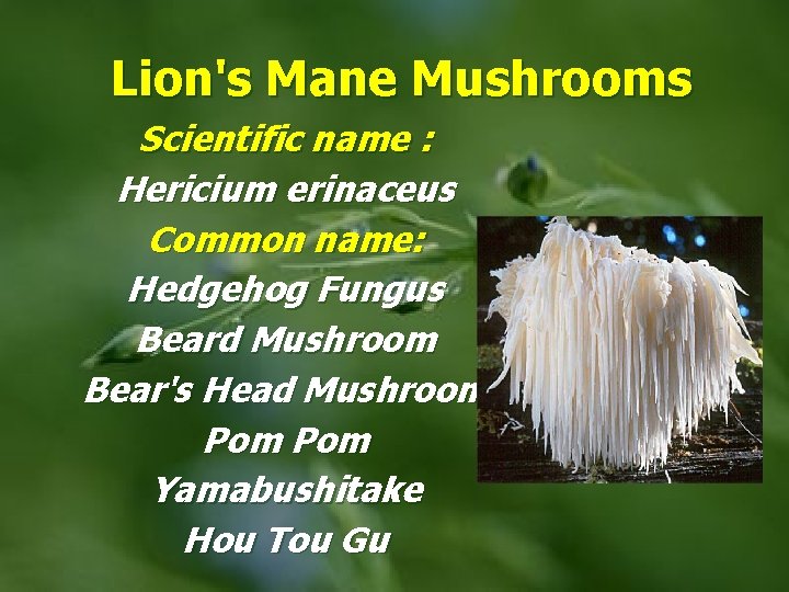 Lion's Mane Mushrooms Scientific name : Hericium erinaceus Common name: Hedgehog Fungus Beard Mushroom