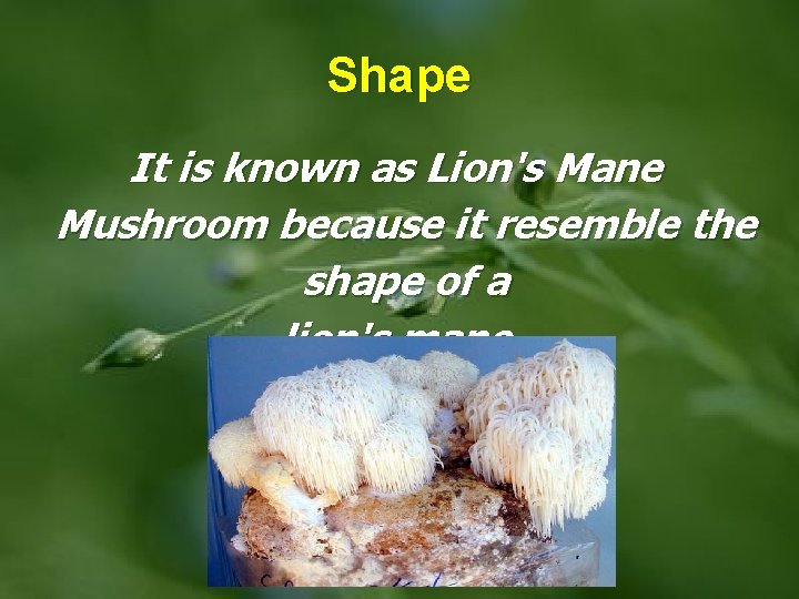 Shape It is known as Lion's Mane Mushroom because it resemble the shape of
