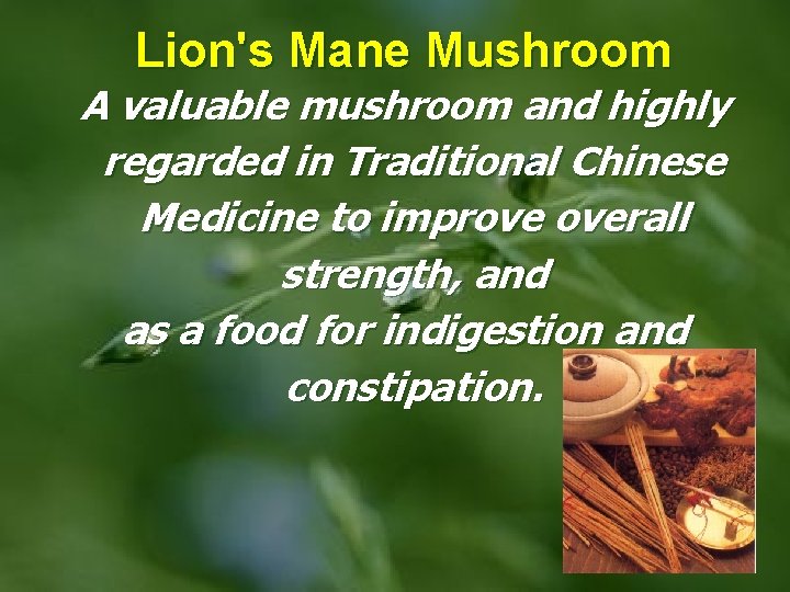 Lion's Mane Mushroom A valuable mushroom and highly regarded in Traditional Chinese Medicine to