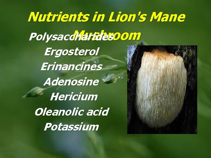 Nutrients in Lion's Mane Mushroom Polysaccharides Ergosterol Erinancines Adenosine Hericium Oleanolic acid Potassium 