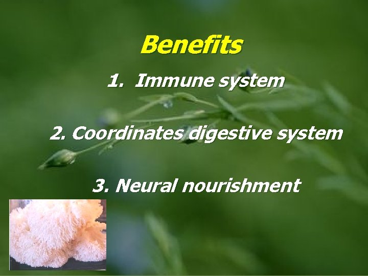 Benefits 1. Immune system 2. Coordinates digestive system 3. Neural nourishment 