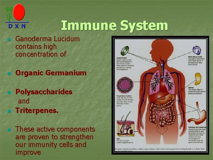 Immune System n n n Ganoderma Lucidum contains high concentration of Organic Germanium Polysaccharides