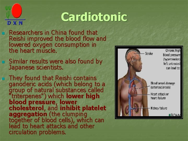 Cardiotonic n n n Researchers in China found that Reishi improved the blood flow
