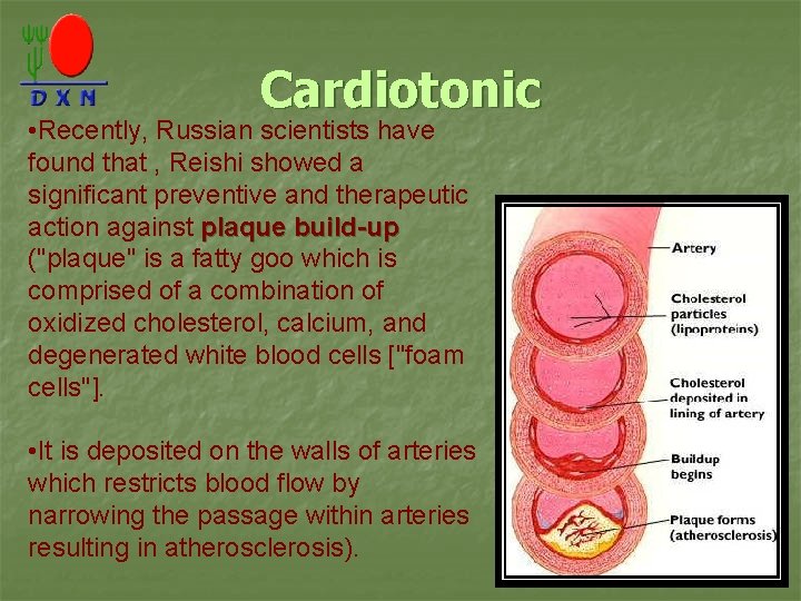 Cardiotonic • Recently, Russian scientists have found that , Reishi showed a significant preventive