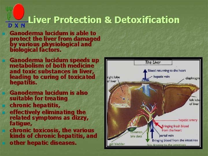 Liver Protection & Detoxification n n n Ganoderma lucidum is able to protect the