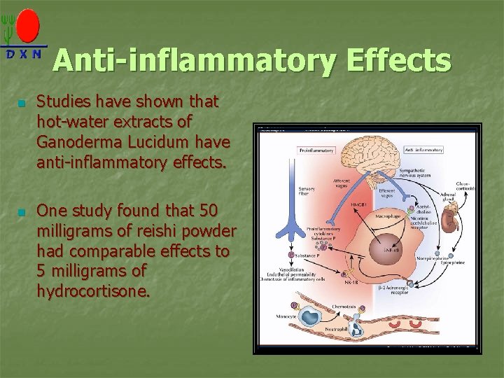 Anti-inflammatory Effects n n Studies have shown that hot-water extracts of Ganoderma Lucidum have