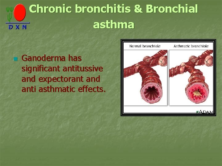 Chronic bronchitis & Bronchial asthma n Ganoderma has significant antitussive and expectorant and anti